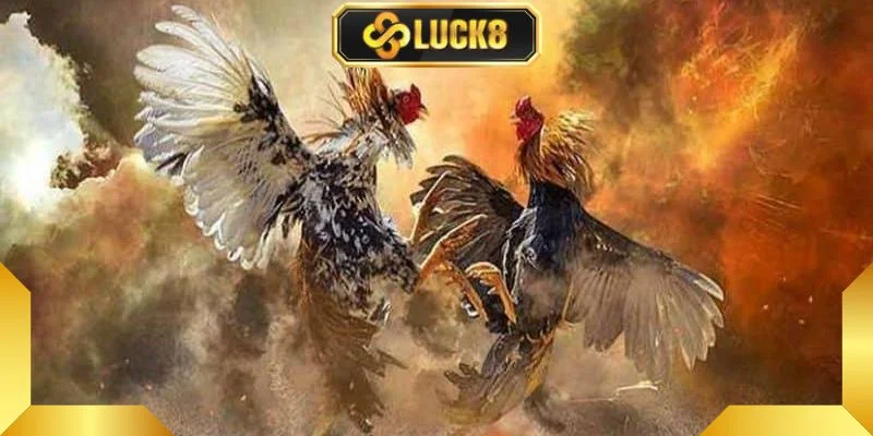 Chon-lua-chu-ga-dat-chuan-het-suc-quan-trong